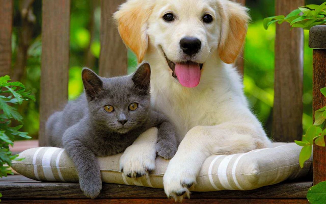 Добро пожаловать в BestForPet.store
